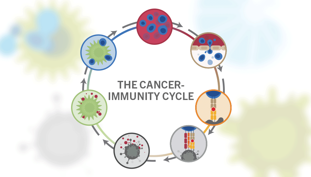 Genentech Advances In The Cancer Immunity Cycle 2148