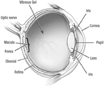 Macula: Anatomy, Function & Common Conditions